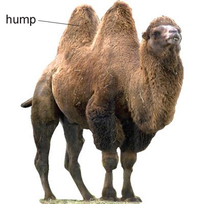 Meaning of humupa .